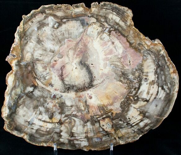Madagascar Petrified Wood Slab - Great Color #12653